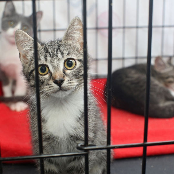 Top 10 Things Animal Shelters Desperately Need