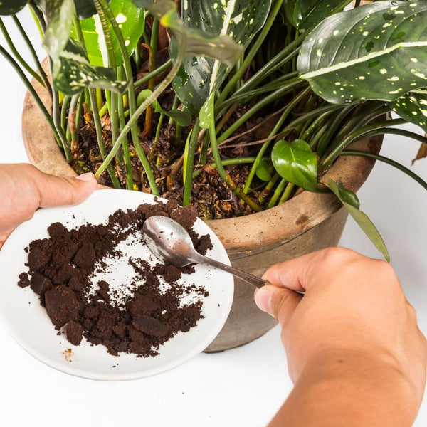 Top 5 Ways to Use Coffee Grounds